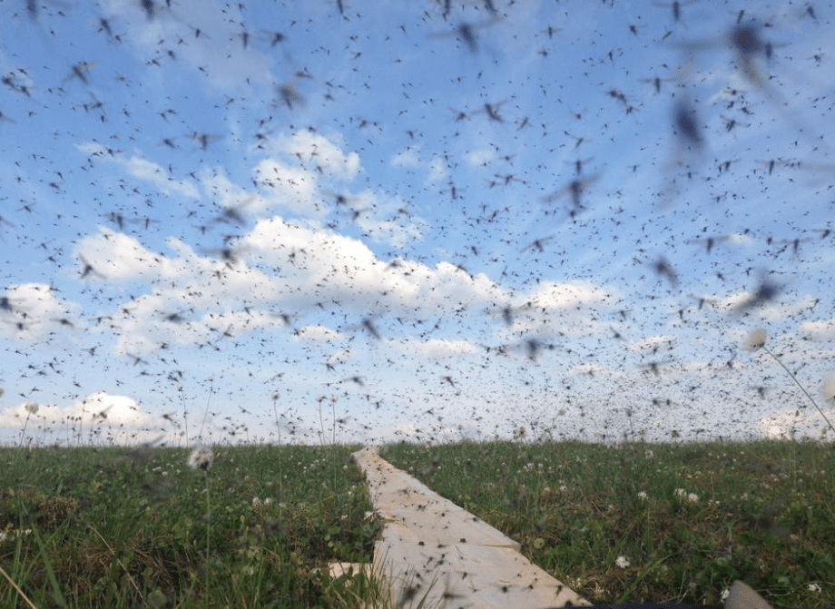 Why California Has 20 Million More Mosquitoes Now ATTN